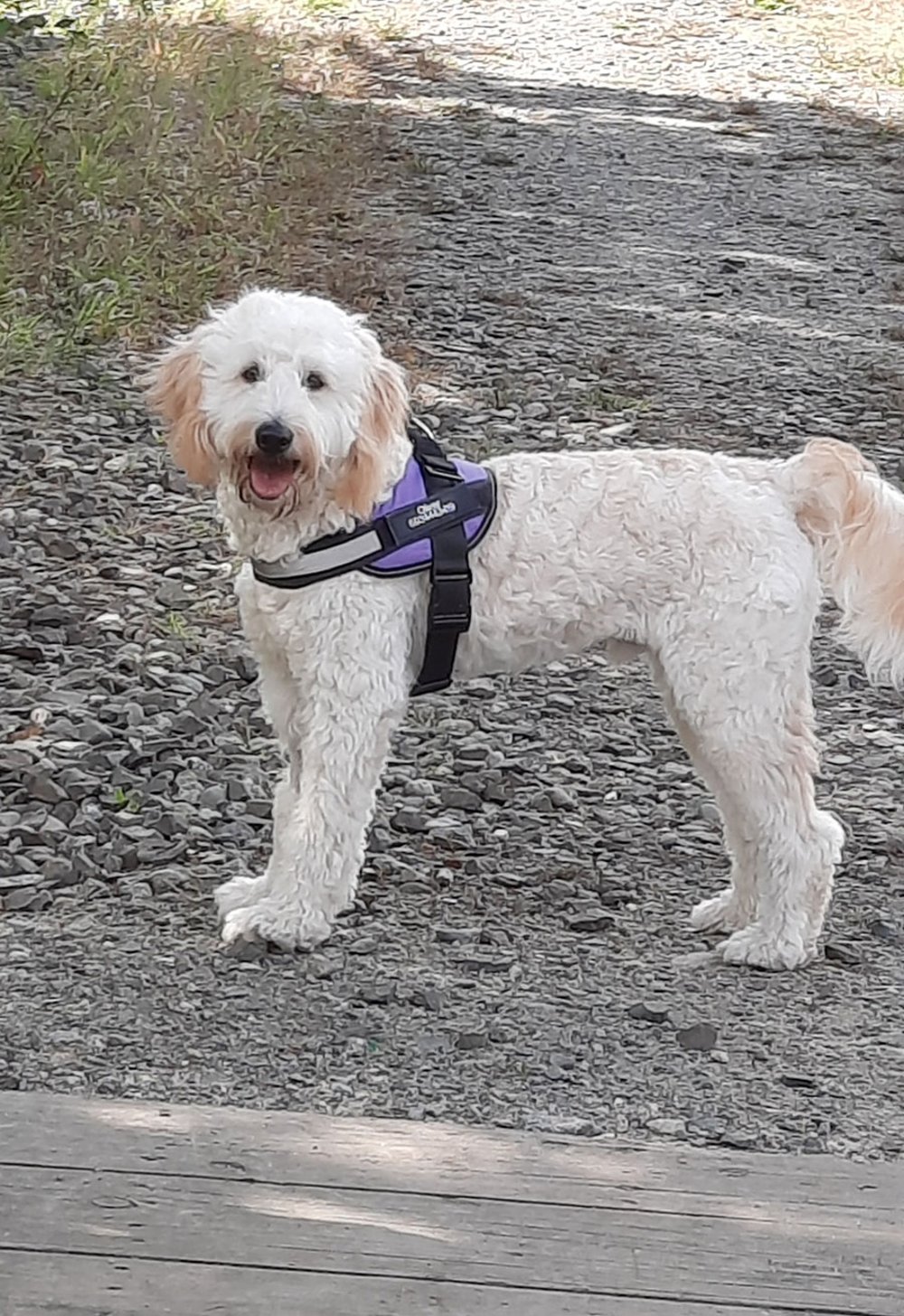 short-coated brown dog